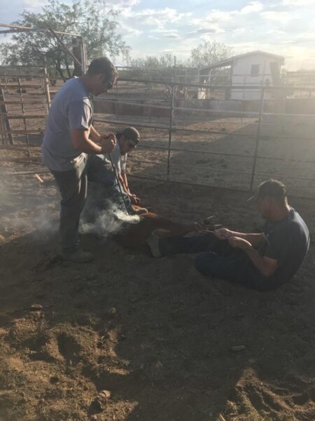 Three men working together in a livestock pen, attending to a horse. One man holds the horse while another applies a tool for hoof care, and the third is seated nearby, assisting. The setting is a ranch with a fenced area and a barn in the background under a partly cloudy sky.